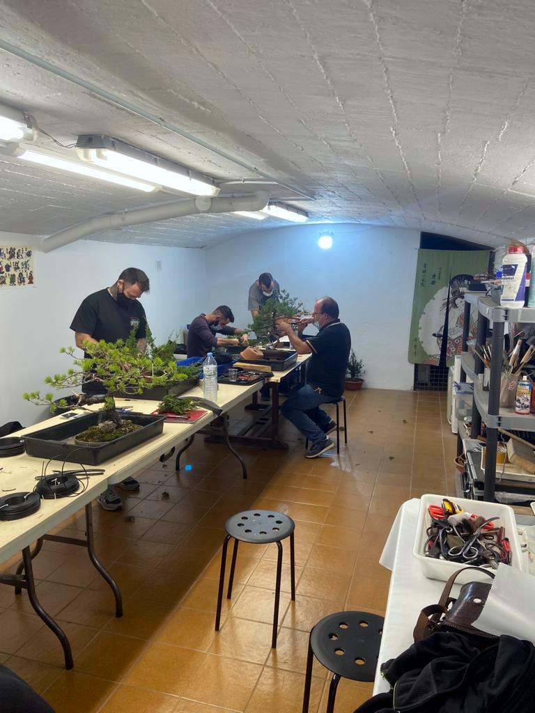 CLASES DE BONSAI - Image 2