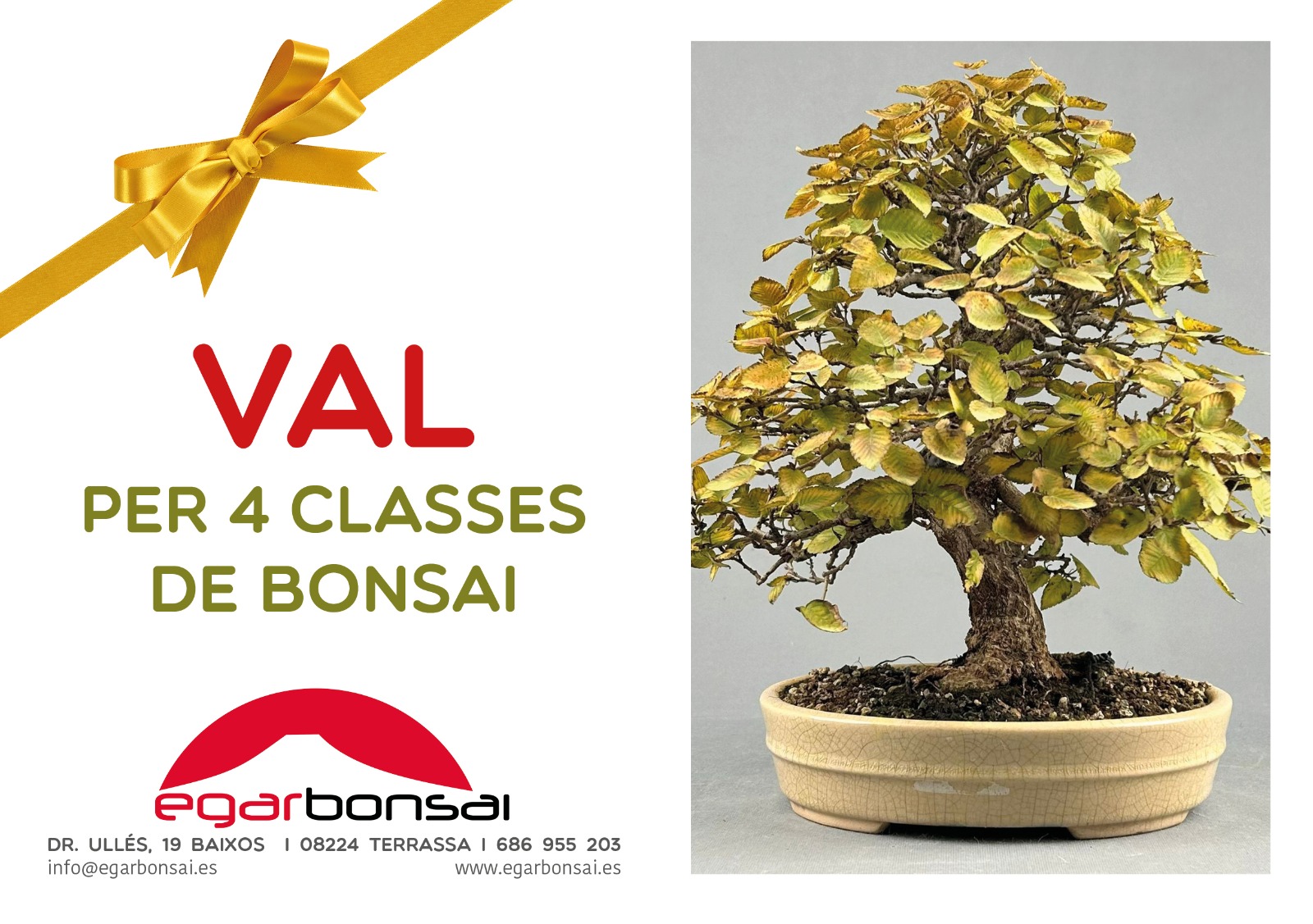 CLASES DE BONSAI