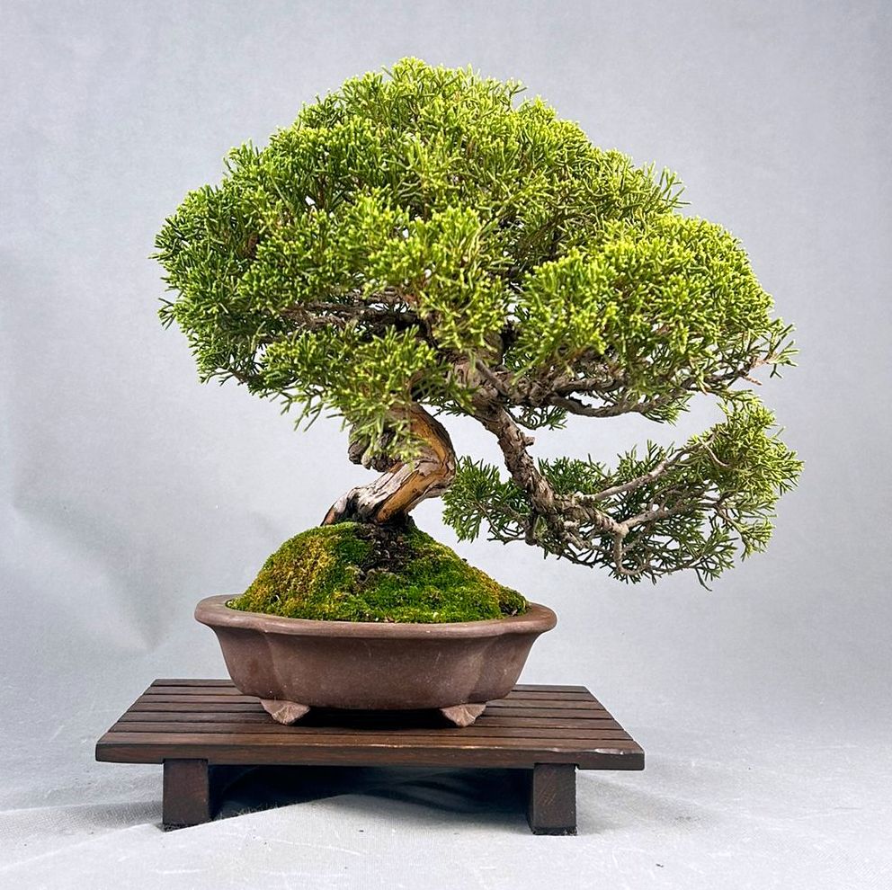 JUNIPERUS CHINENSIS ITOIGAWA  1100€ - Image 2