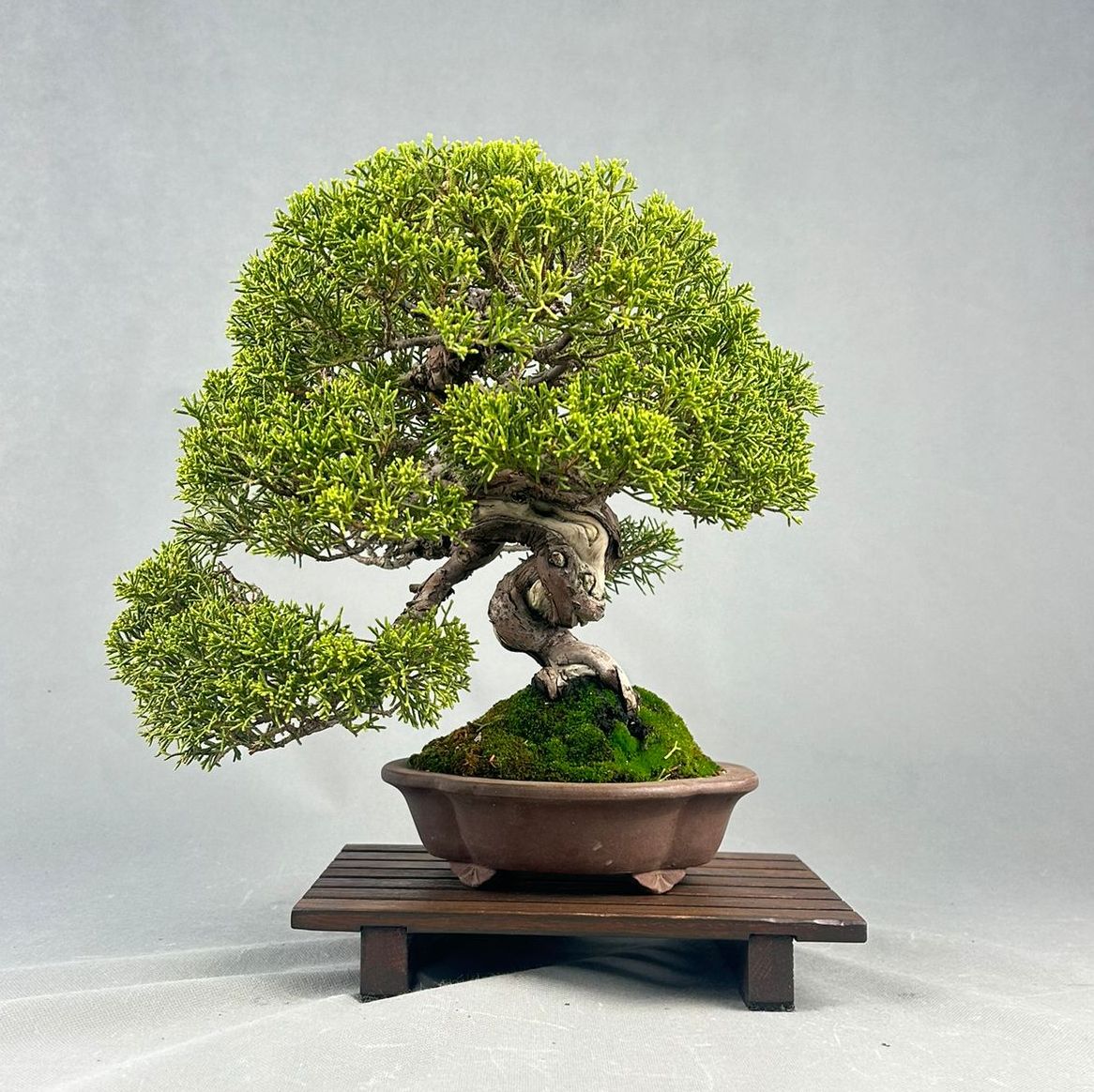 JUNIPERUS CHINENSIS ITOIGAWA  1100€