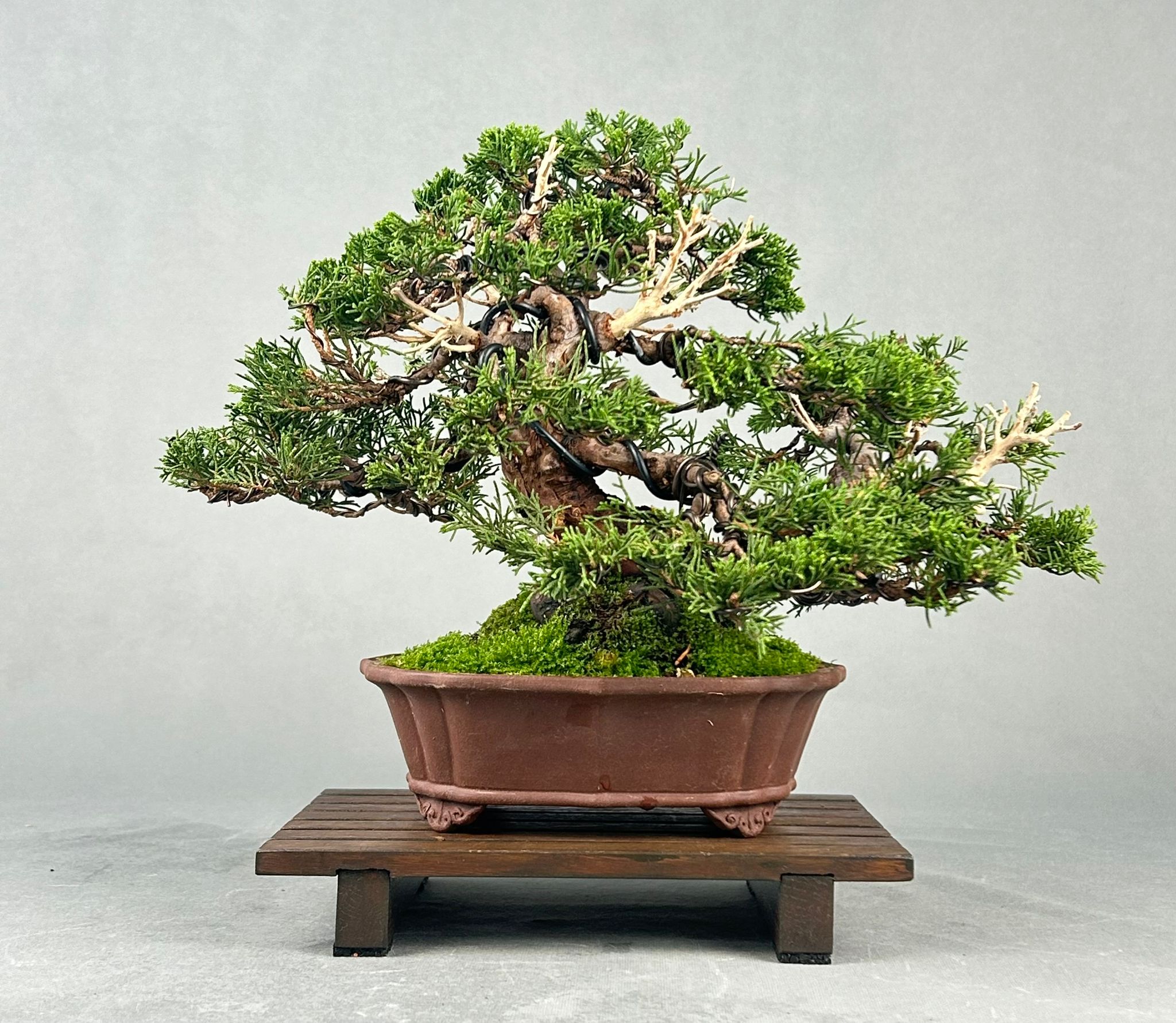 JUNIPERUS CHINENSIS ITOIGAWA  1200€ - Image 2