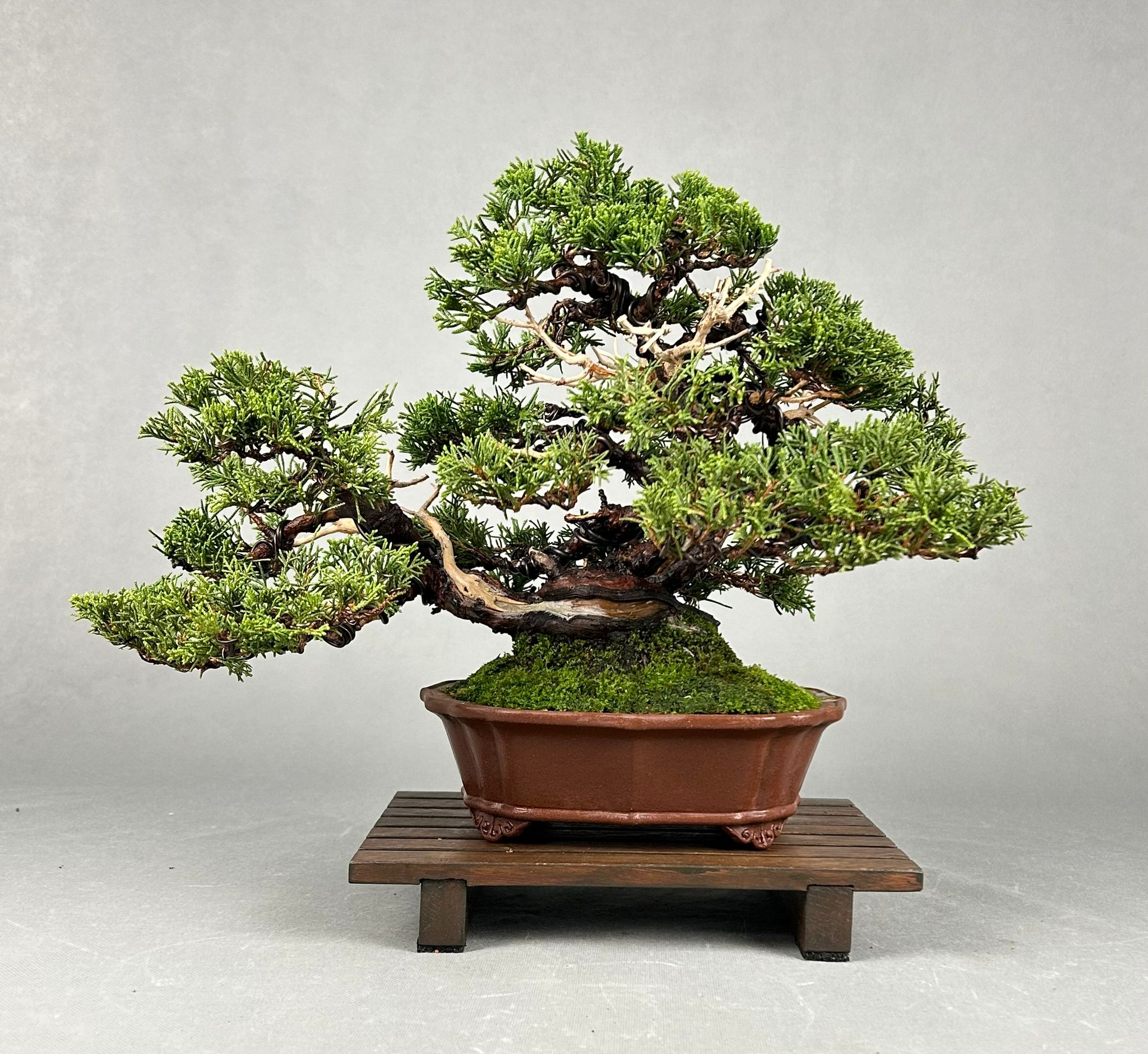 JUNIPERUS CHINENSIS ITOIGAWA  1200€