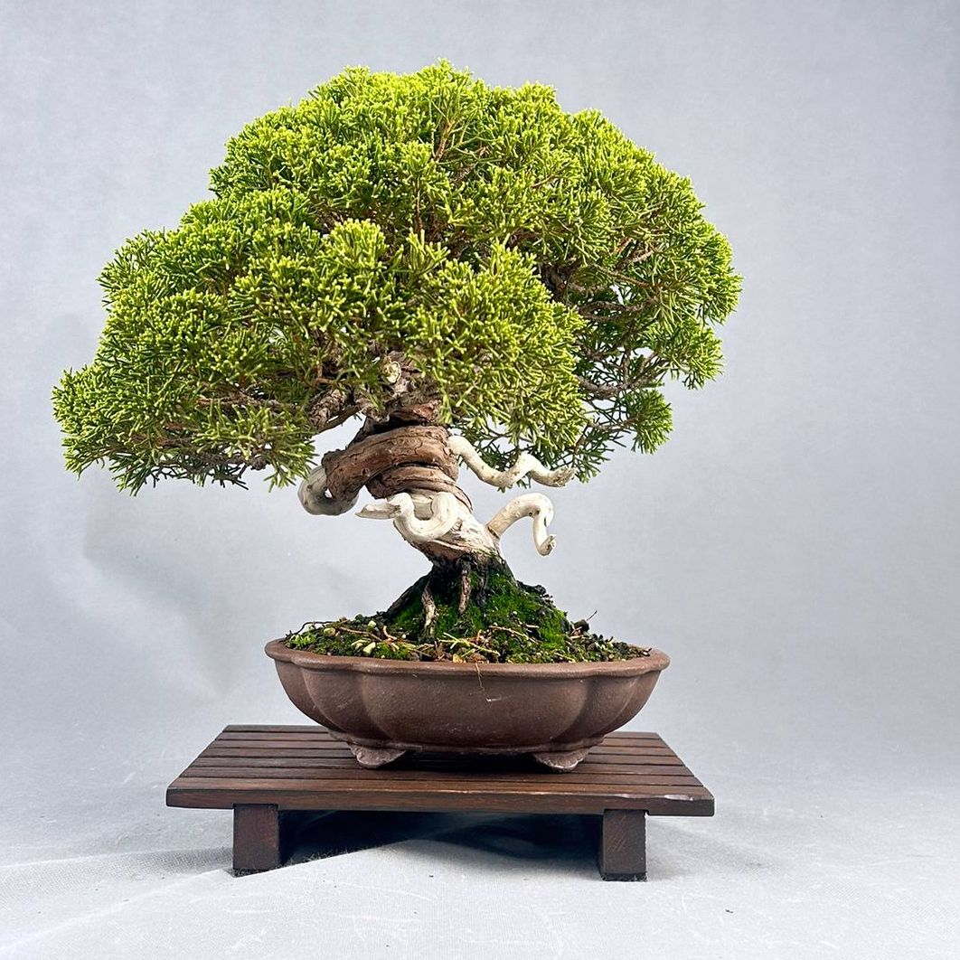 JUNIPERUS CHINENSIS ITOIGAWA  1500€